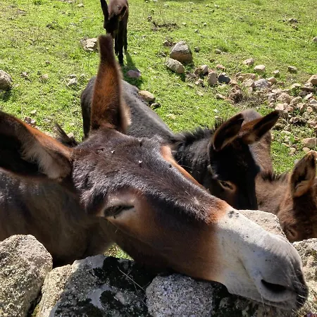 Mini-villa 2 Montagne *