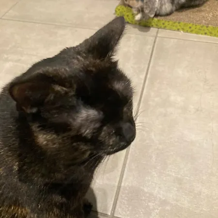 Mini-villa 2 Montagne Porto Vecchio