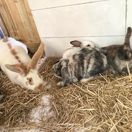 Mini-villa 2 Montagne