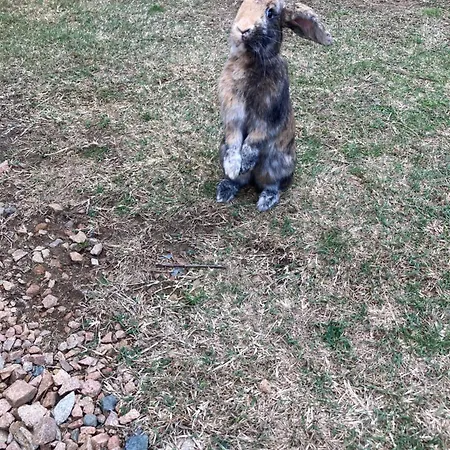 Mini-villa 2 Montagne * Porto Vecchio